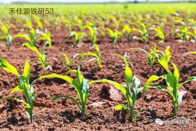 禾佳源铁研53