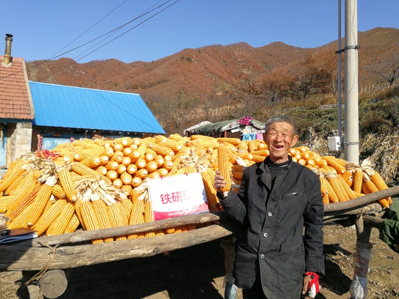 铁研53 铁研53