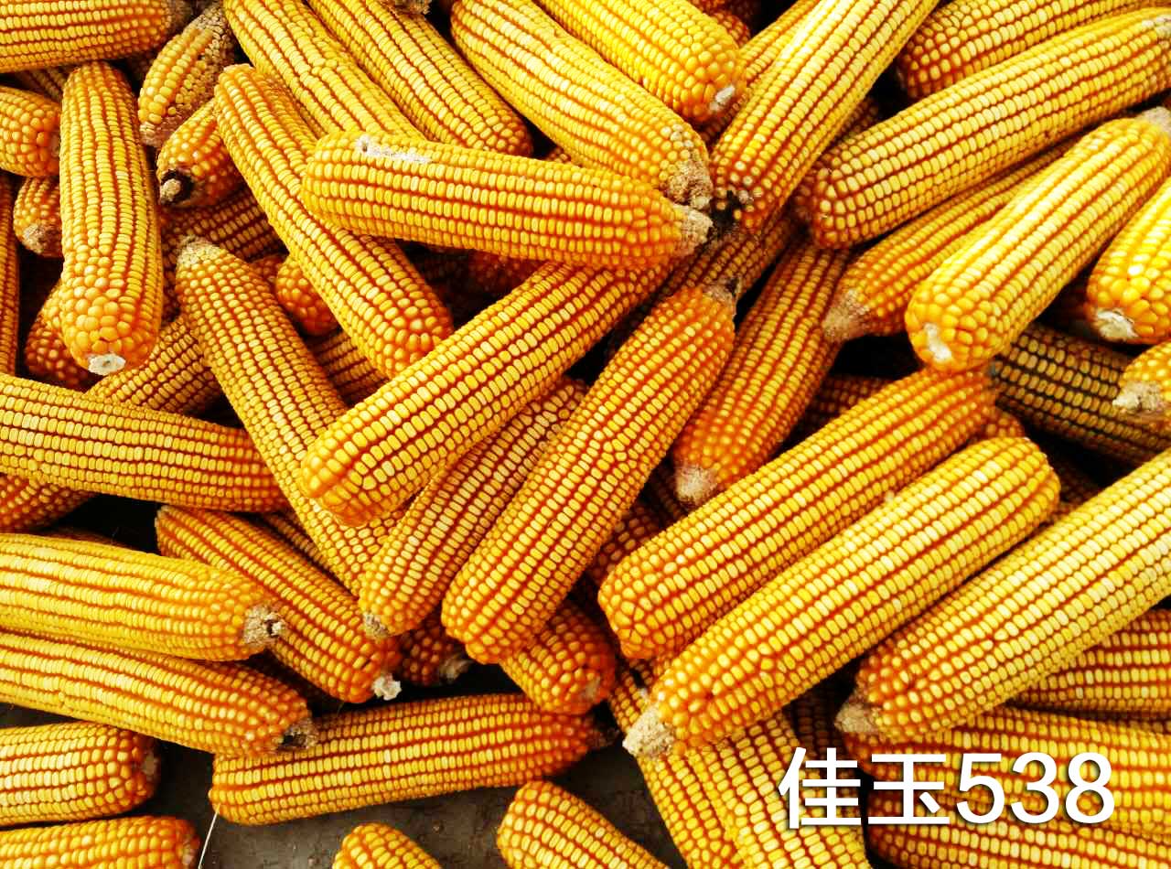 北京禾佳源玉米种子佳玉538高产优质玉米已审定品种 北京禾佳源玉米种子佳玉538高产优质玉米已审定品种