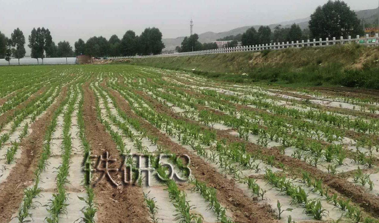 湟源县粮改饲项目铁研53