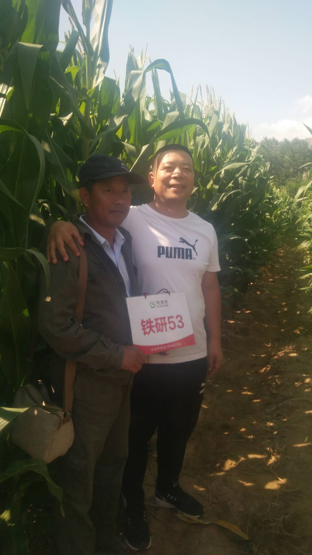 玉米抽雄期