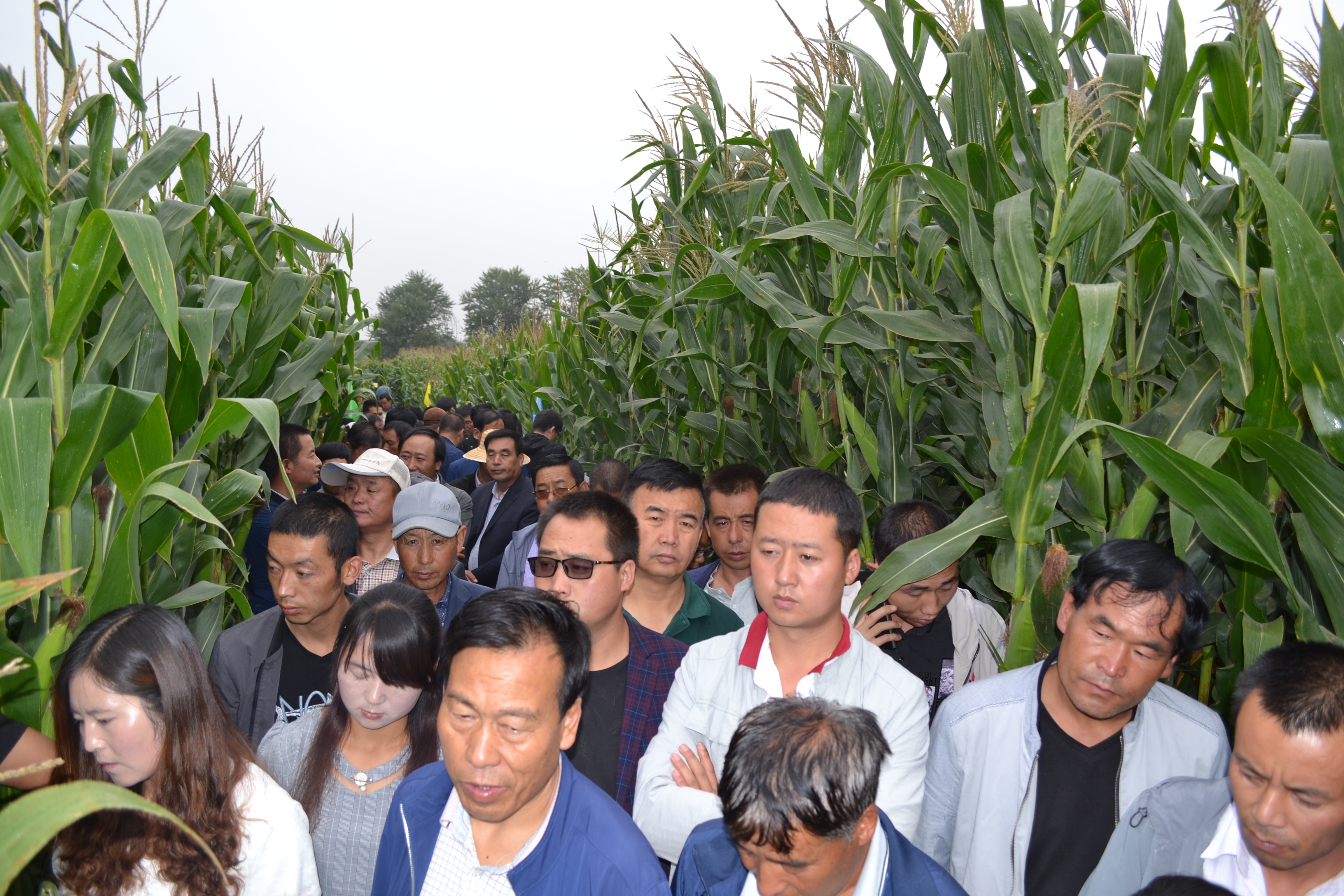 青贮玉米品种铁研53在青海表现突出